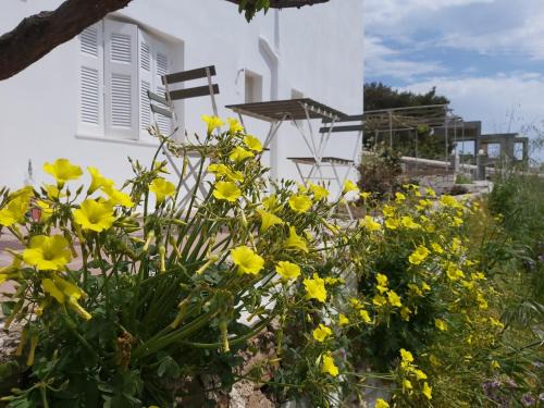 Kostos Apartment | Dandelion Paros Apartments I-II