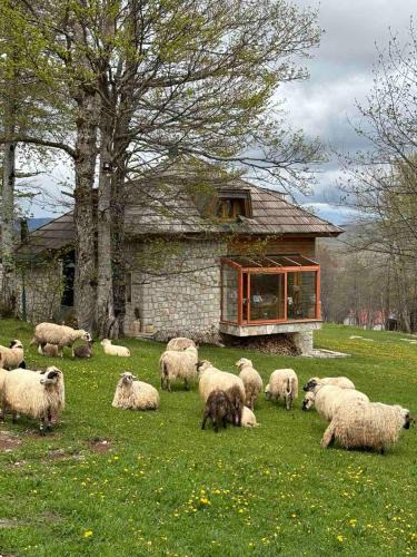 Zabljak Villa | Green Forest