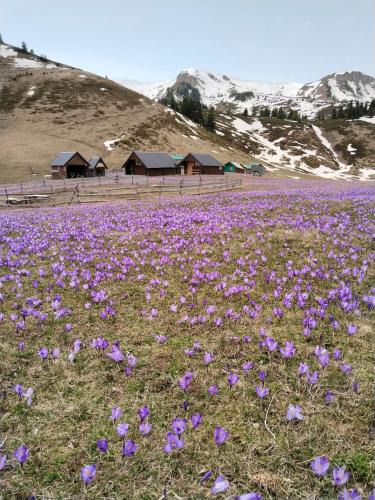Montenegro Ski Chalet | Katun Siska Medna Dolina