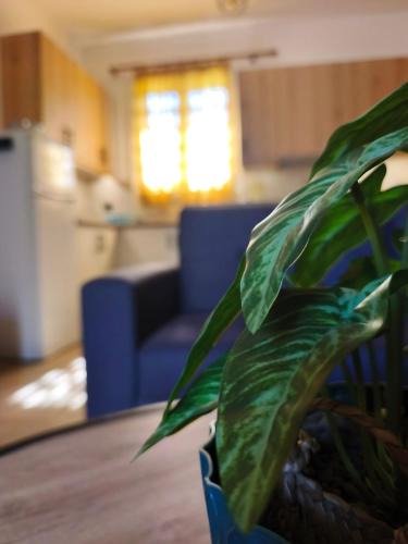 Mastichochoria Apartment | Mastic Serenity County House