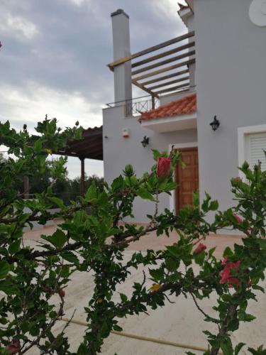 Voia House | Olive Tree House I