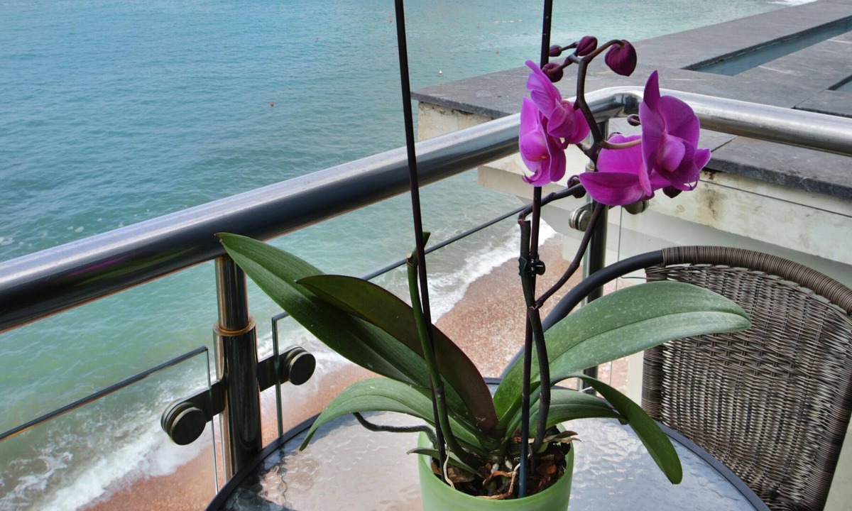 Seoca Apartment | Plava Villa A1 3bedroom apartment with sea view