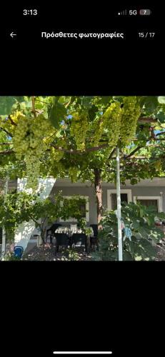 Kalyves Polygyrou House | the grape house1