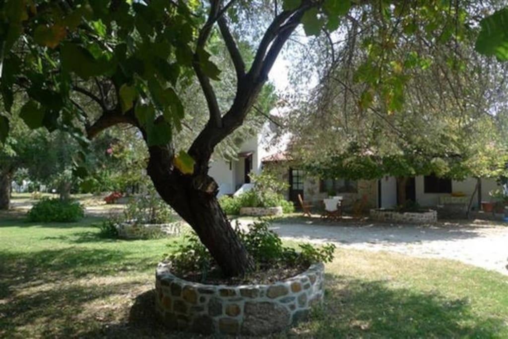 Sikia Apartment | Traditionelles Appartement ATHOS SHADOW 2 am Meer