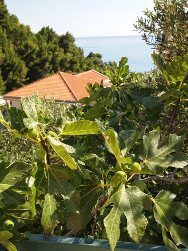 Sveti Stefan Apartment | Zoro Apartments