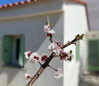 Amaliada House | Anastasia, downtown village house