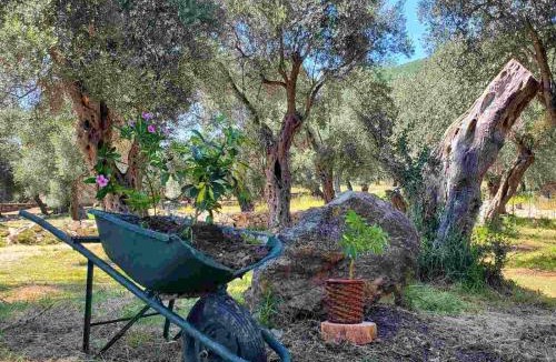 Ulcinj House | Coratina Cottage