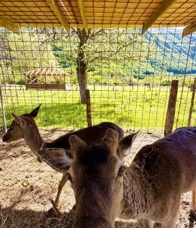 Vusanje Resort | Ethno Katun ROSI Agrotourism