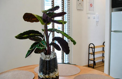 Drama Apartment | Green Studio 3 Drama