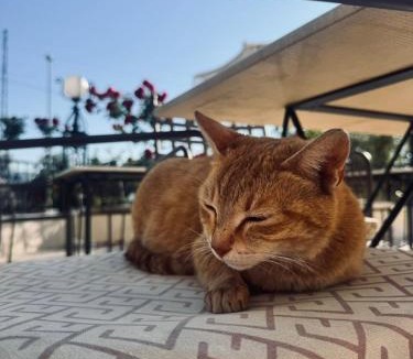Donji Stoj Hotel | Hotel Dabi Imperial