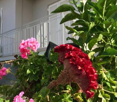 Paralia Vergas Apartment | KALIMERA Suite Kalamata
