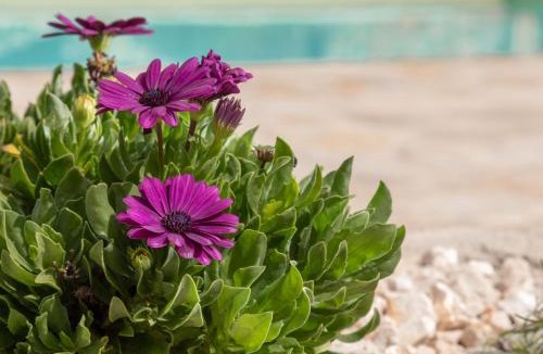 Gaios House | Mami - Danilia Cottages