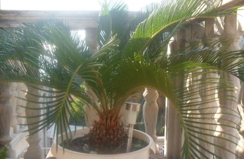 Sutomore Apartment | Marko Apartment