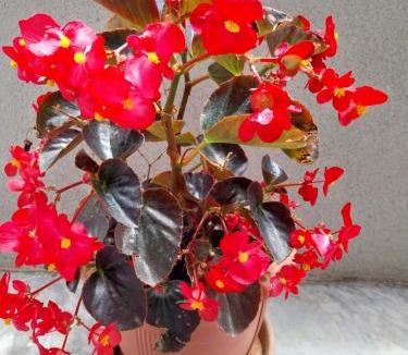 Polygyros Apartment | Megi Cozy Apartment Polygyros Chalkidiki