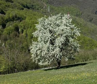 Njegovuđa House | Rooms DVORIŠTA