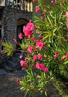 Klinci Apartment | Safari Luštica
