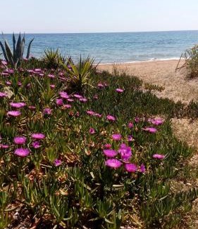 Pylos-Nestoras House | Sea melodies apartment 1