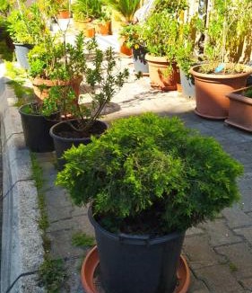 Babin do Apartment | Senka