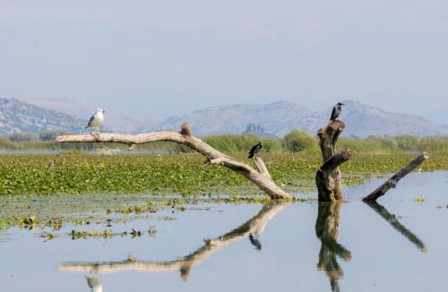 Virpazar Apartment | Sunrise Skadar lake