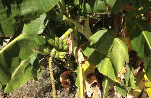 Marathon House | Τhe banana tree beach house