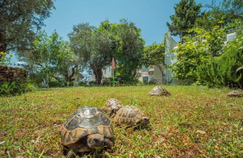 Becici Villa | The Turtles Garden