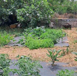 Elation House | Traditional house with fresh vegetables garden