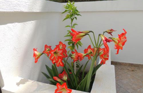 Bijeli do House | Villa Budvanka Guesthouse