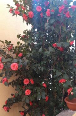 Apartmani Radovic 2