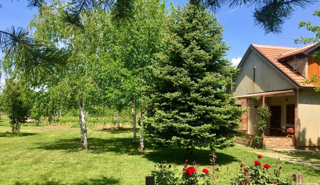 Artist ranch with vineyard, piano, kayak, bicycles and beautiful garden.