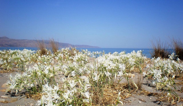 Summer Lodge in Platanias