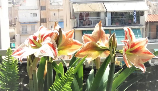 Sunny Studio Penthouse in center of Athens in Athens