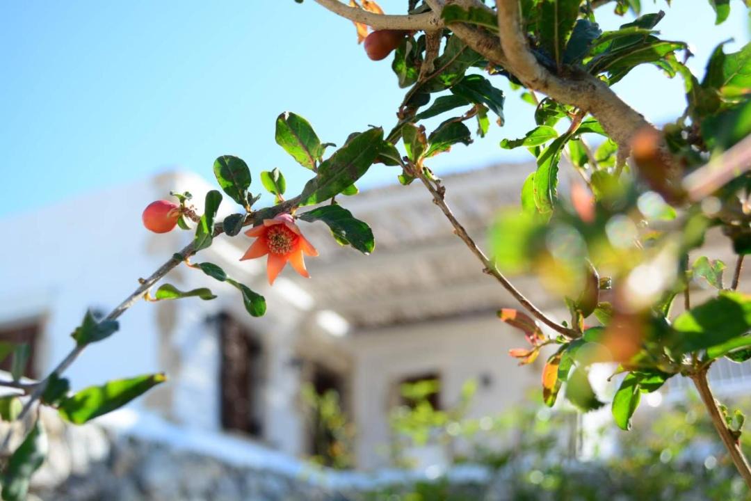 Amoopi Villa | Anemolia Villa