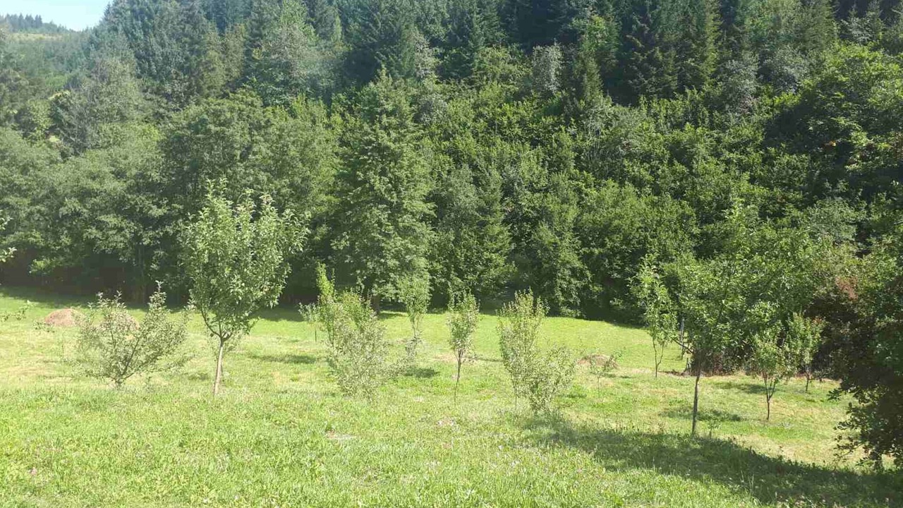 Photo of Others in Ninkovici