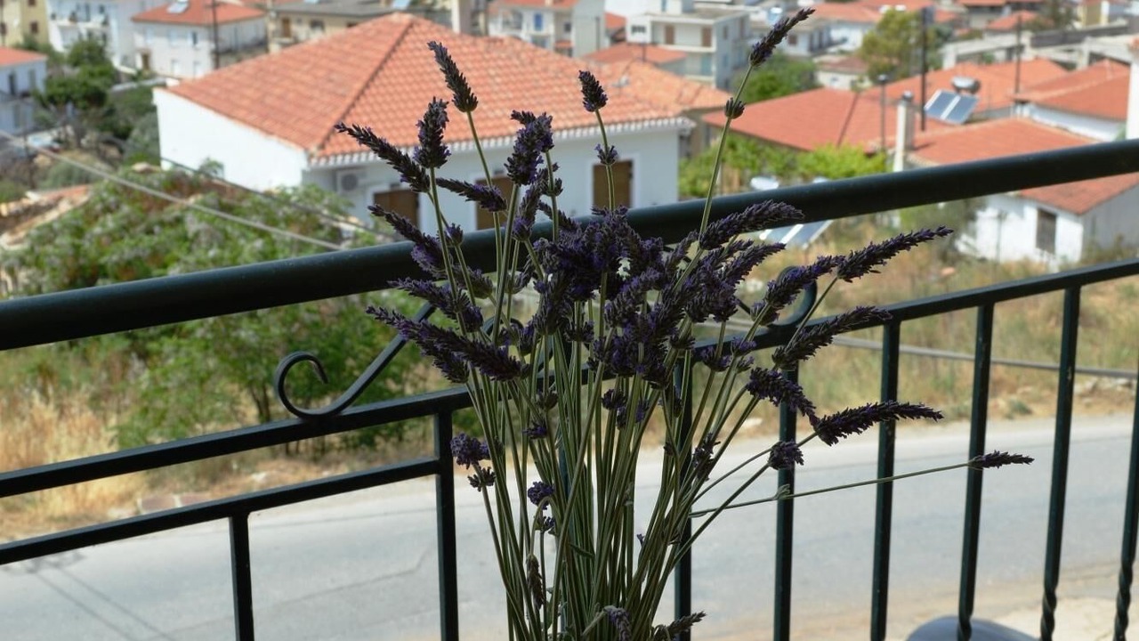 Photo of Others in Pylos