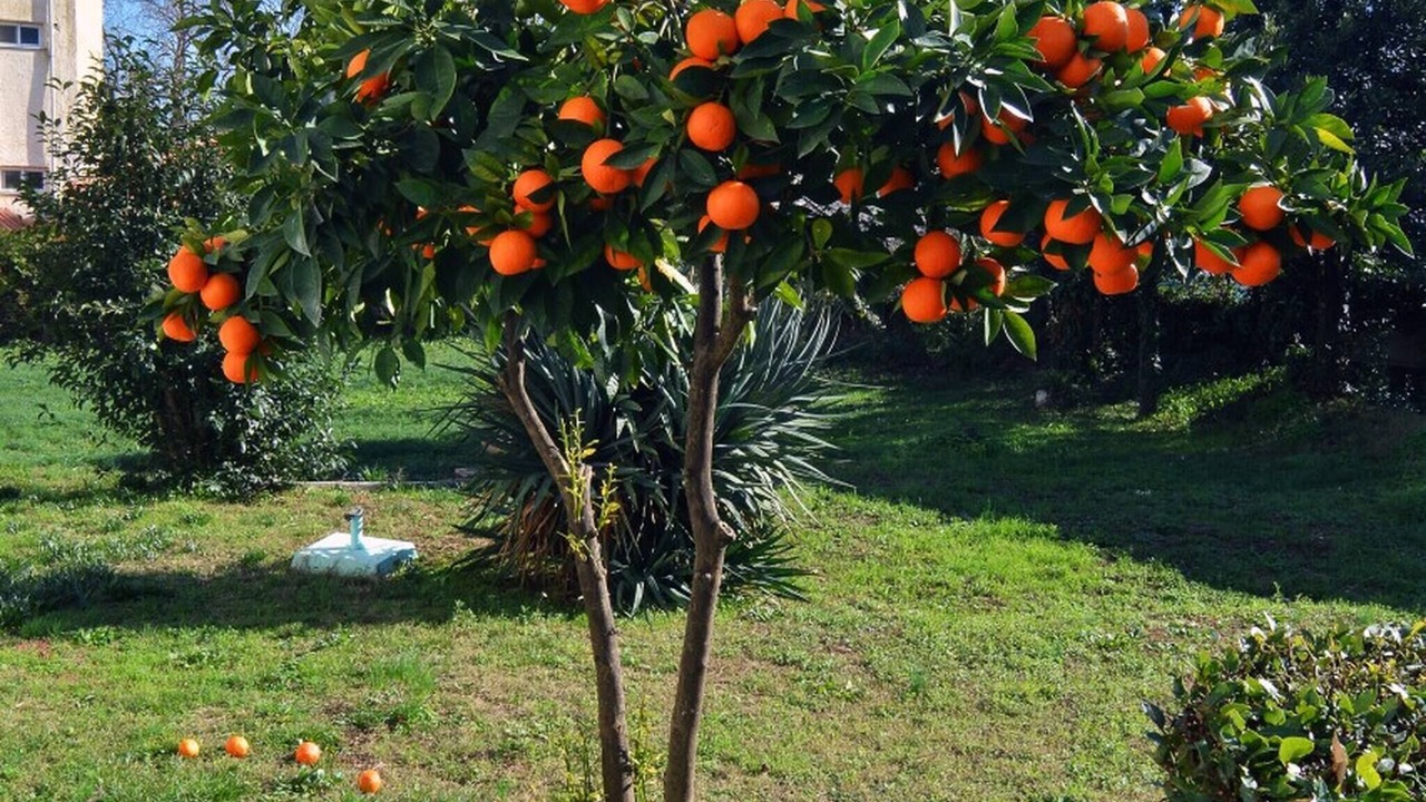 Photo of Outdoor in Leptokaria