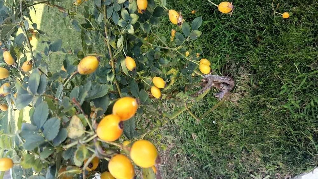 Photo of Outdoor in Anavyssos