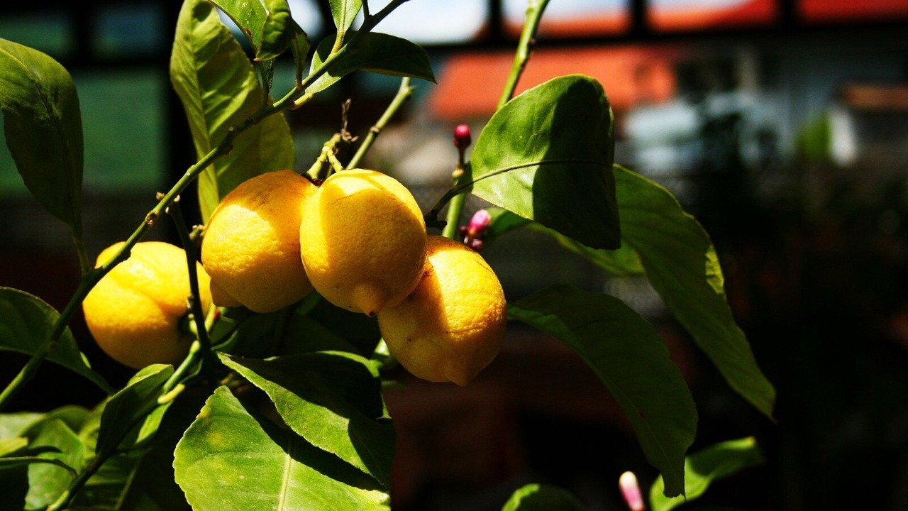 Photo of Outdoor in Plav