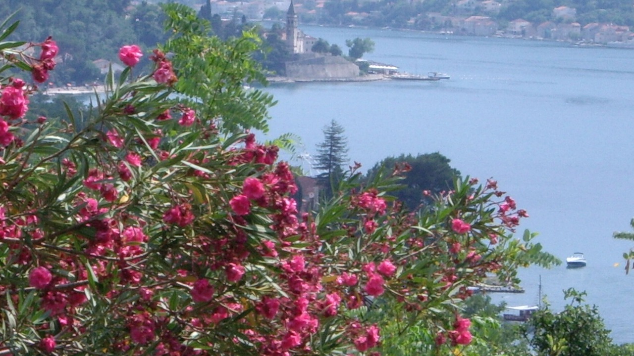 Photo of Outdoor in Dobrota