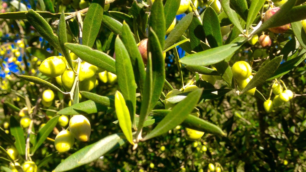 Photo of Others in Ag. Georgios