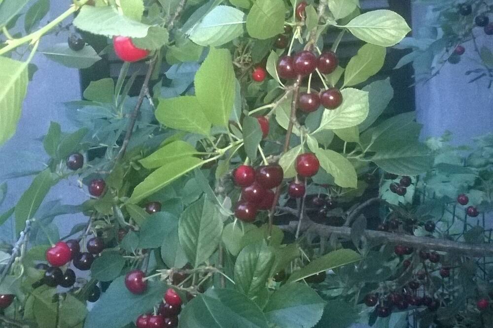 Photo of Outdoor in Risan