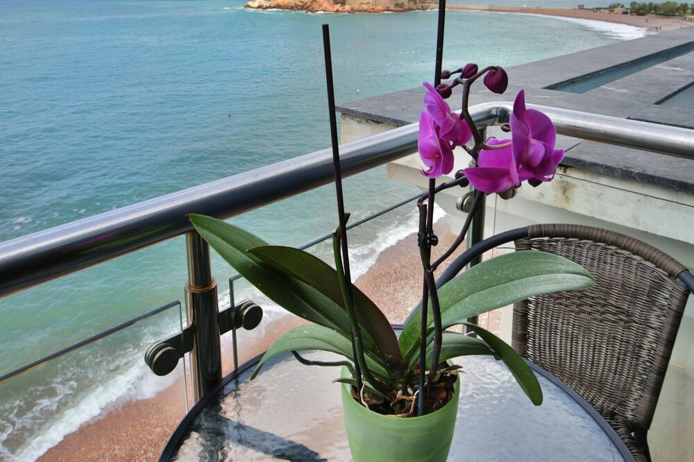 Photo of Patio Balcony in Seoca