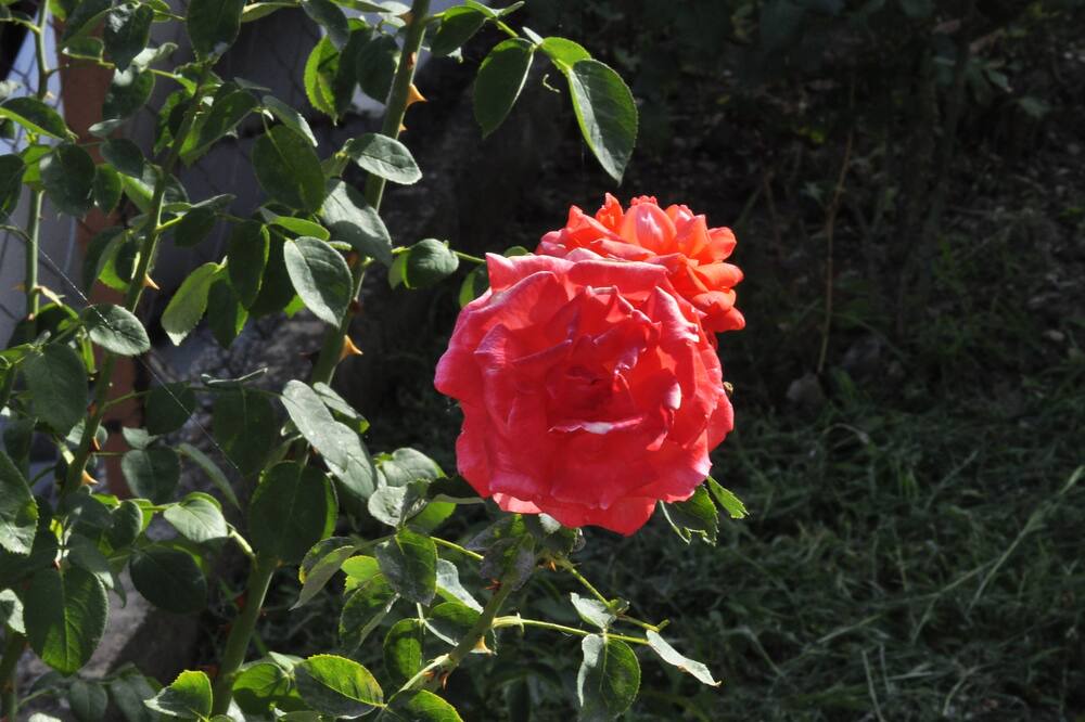 Photo of Outdoor in Bijela