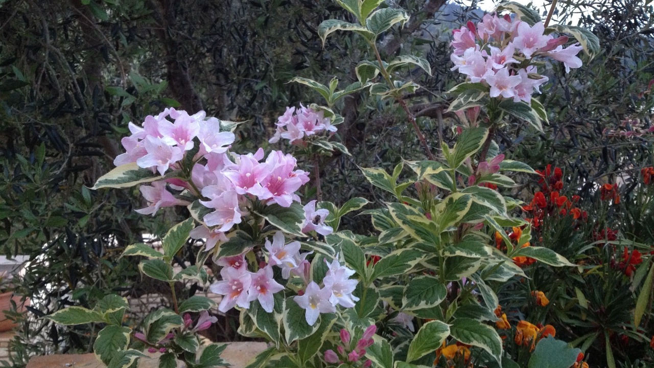 Photo of Outdoor in Vlachopoulatika
