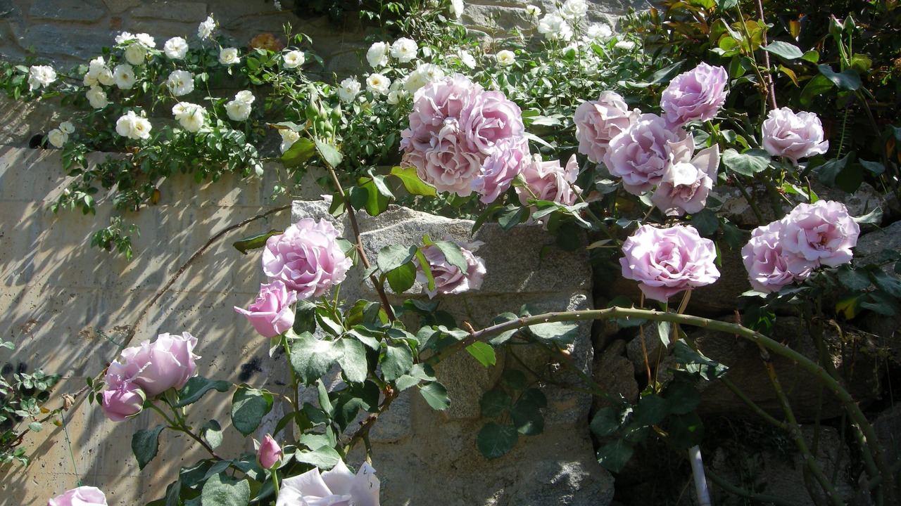 Photo of Outdoor in Palaio Tsifliki