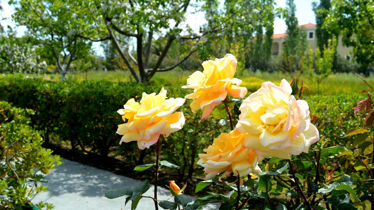 Photo of Outdoor in Skala Kallonis