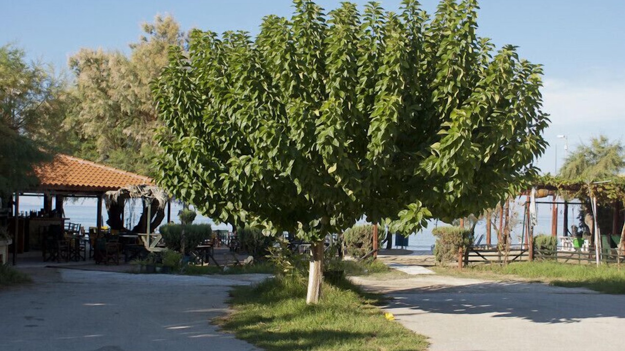 Photo of Outdoor in Tsilivi