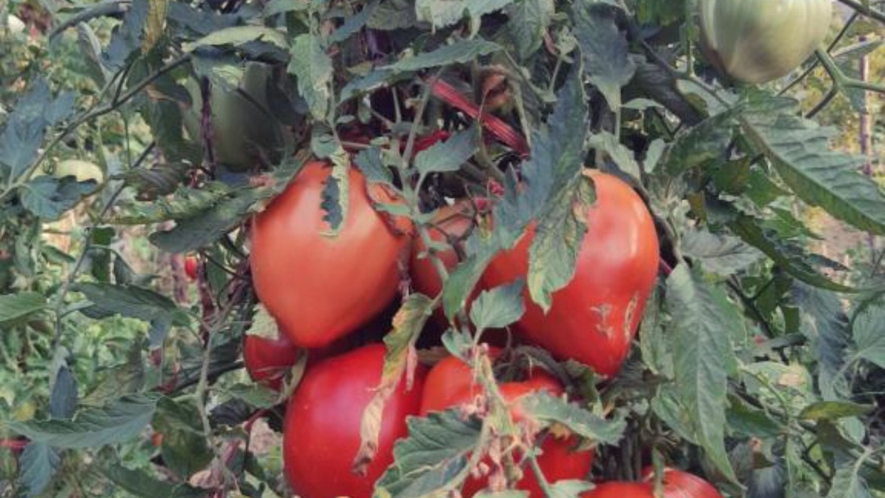 Photo of Outdoor in Limljani