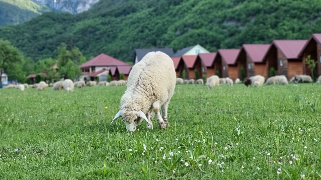 Photo of Others in Vusanje