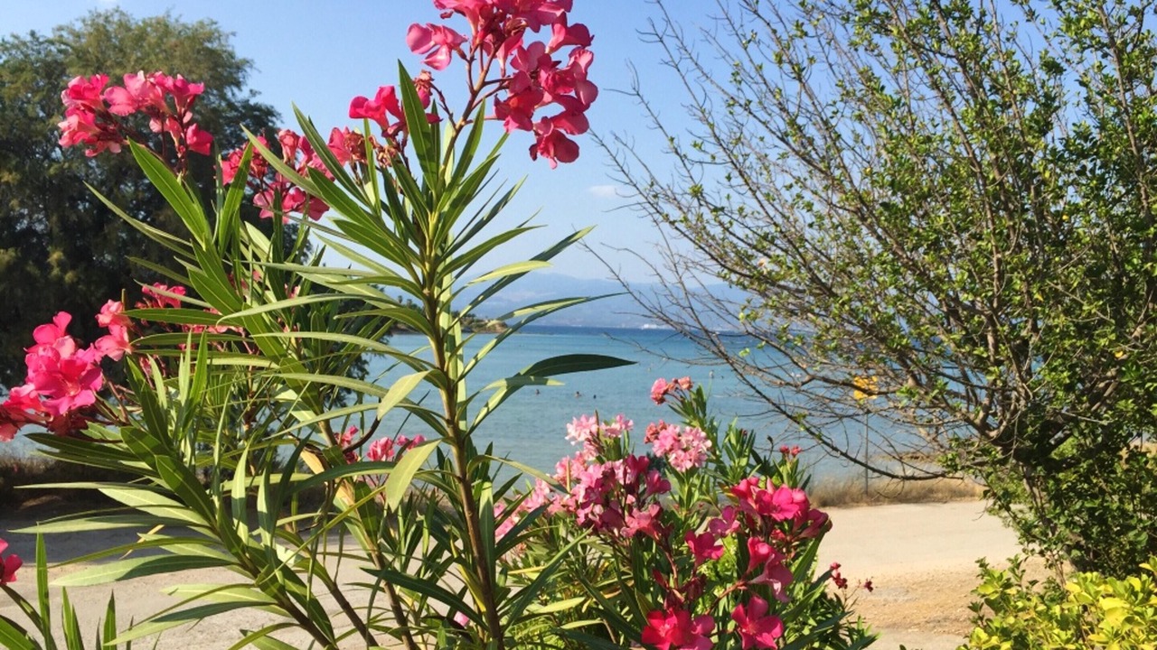Photo of Outdoor in Chalcis