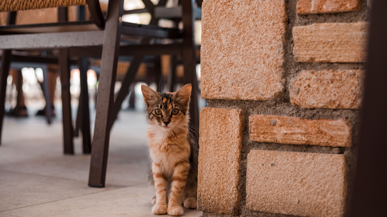 Photo of Outdoor in Lindos